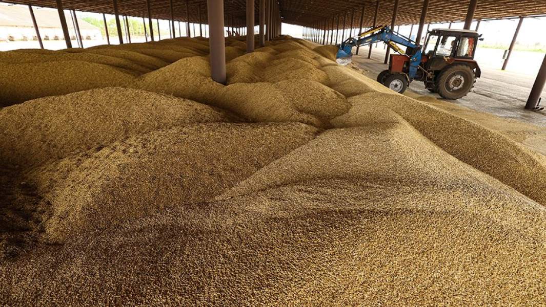 Отгрузка зерна пшеницы на зерновом току