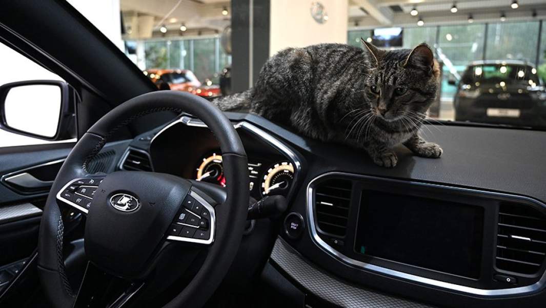 лада салон кот