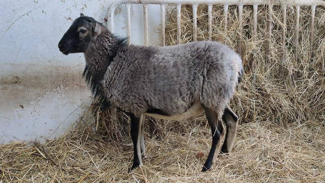клонированный ягненок