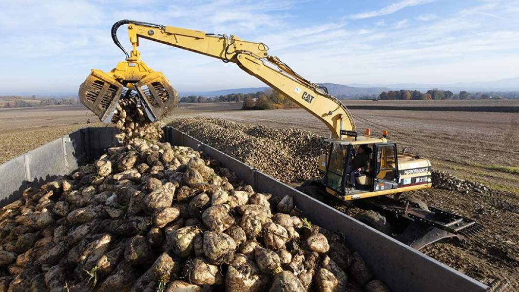 Сбор урожая сахарной свеклы во Франции