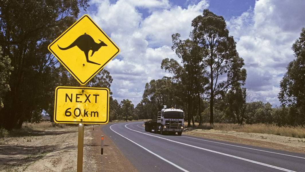 Знак предупреждающий о выходе кенгуру на дорогу