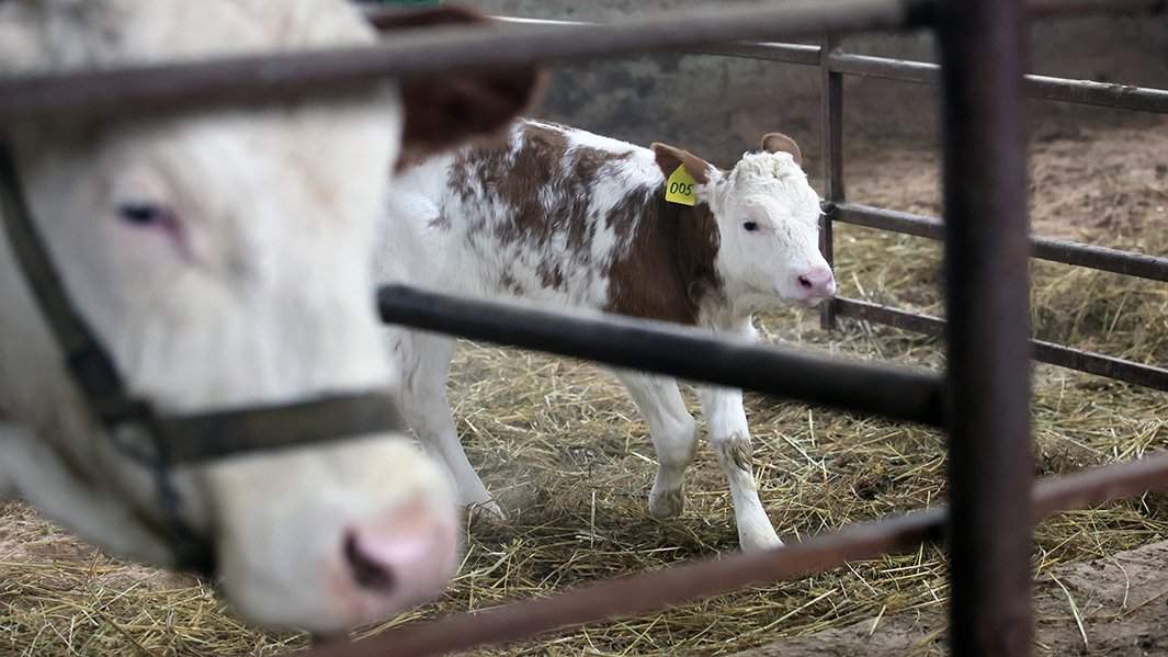 корова теленок