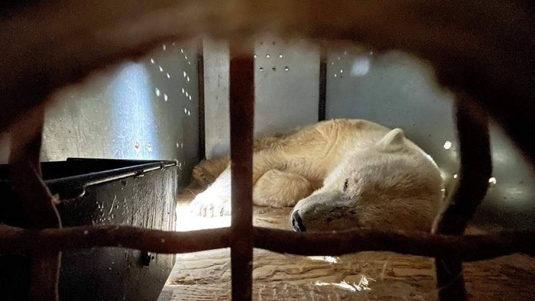 Белый медведь, отловленный после выхода к жилым домам в поселке Джебарики-Хая в Томпонском районе Якутии и доставленный в Москву для обследования и лечения