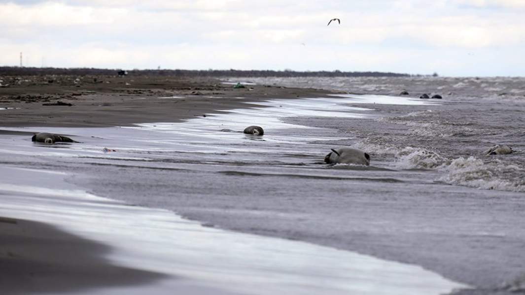 Мертвые тюлени на берегу Каспийского моря в Кировском районе