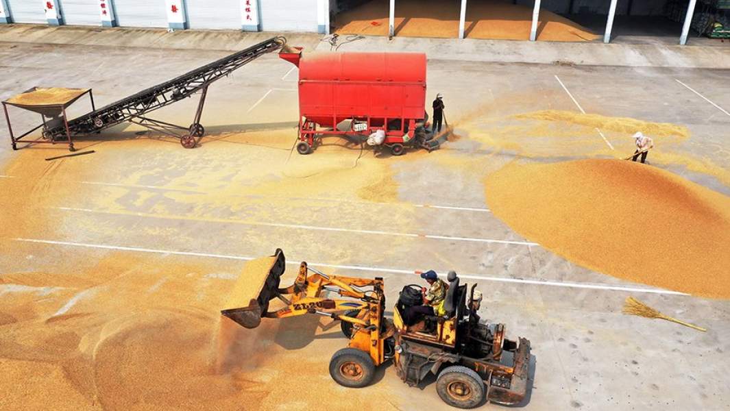 Сбор пшеницы в зернохранилище в провинции Шаньдун, Китай