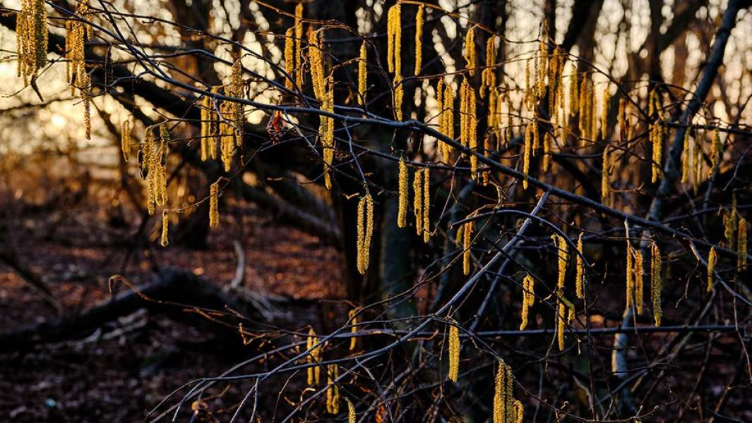 Цветение ольхи