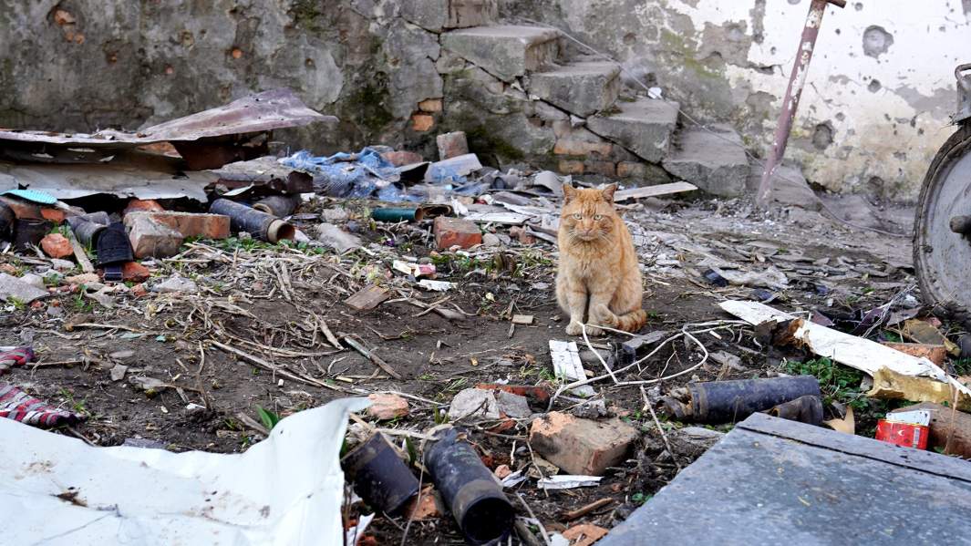 кот сво артемовск