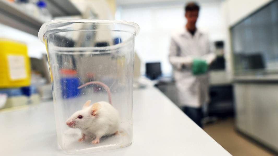 лабораторная крыса