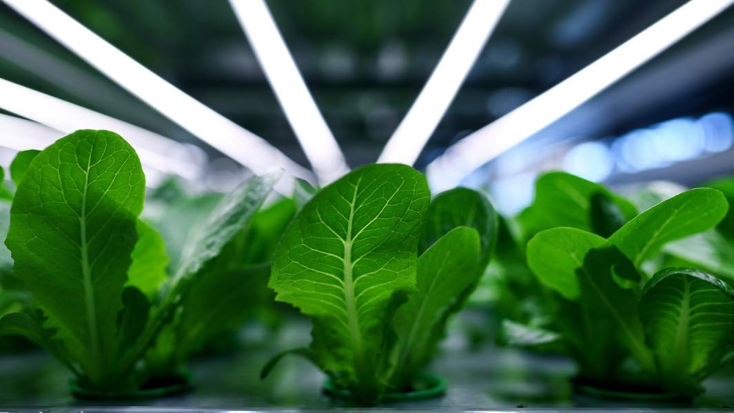 салат удобрение