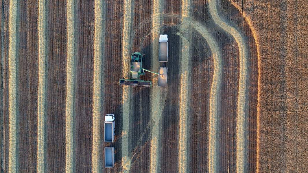 Уборка урожая пшеницы 