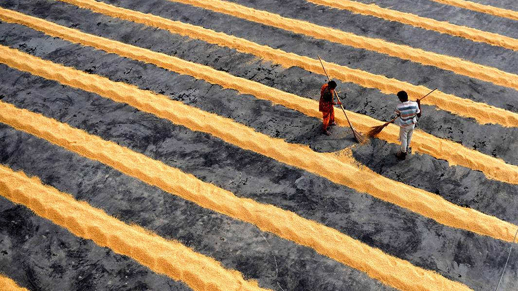 Сушка рисовых зерен 