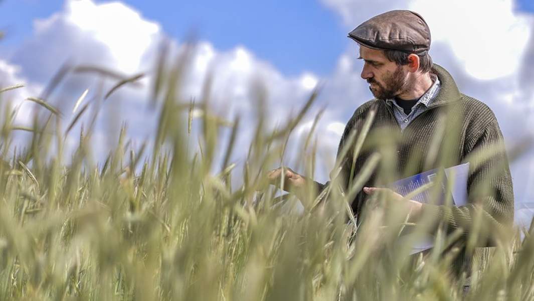 Фермер на поле пшеницы в Германии
