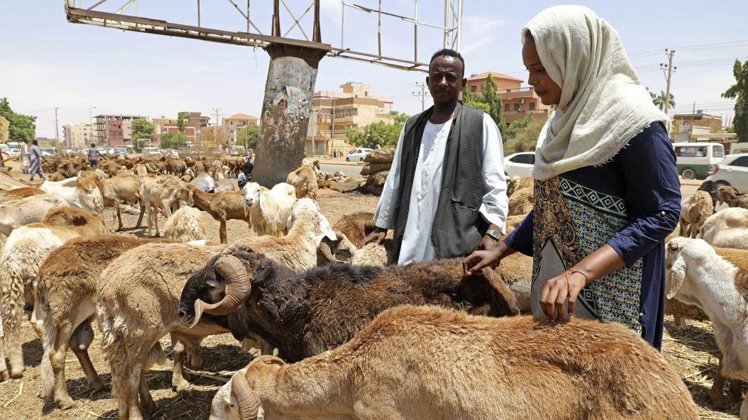 овцы животноводство судан