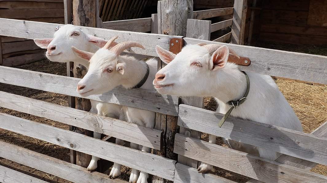 туризм в Воронеже
