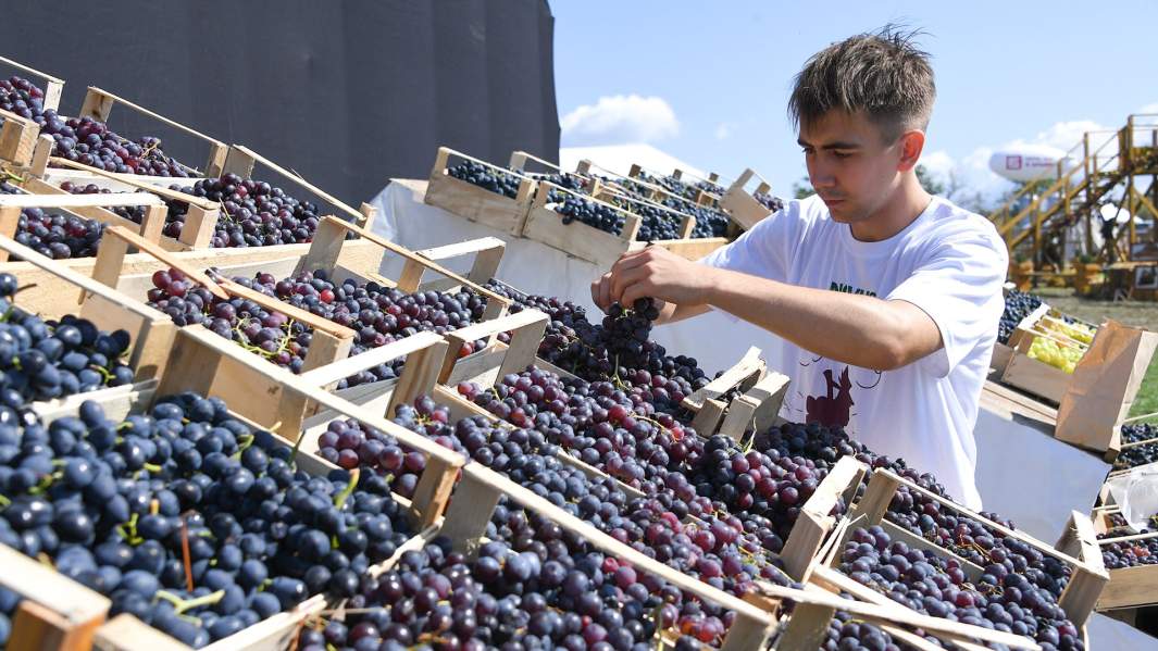 винный туризм