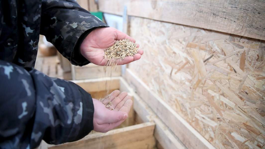 зерно урожай