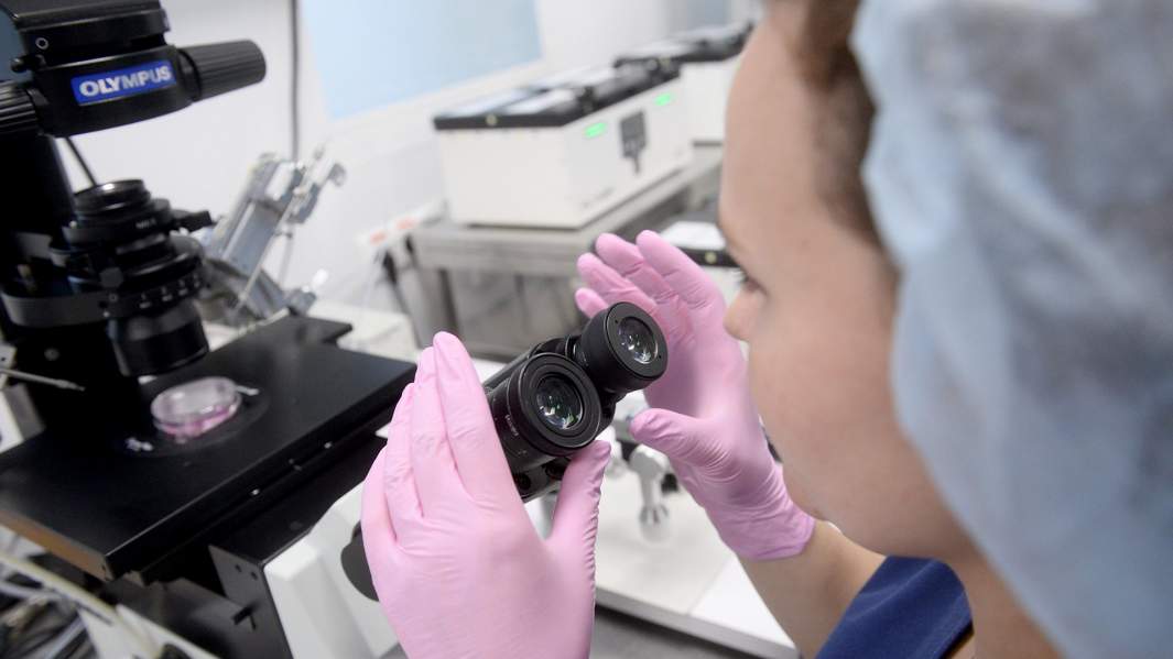 клетка оплодотворение микроскоп