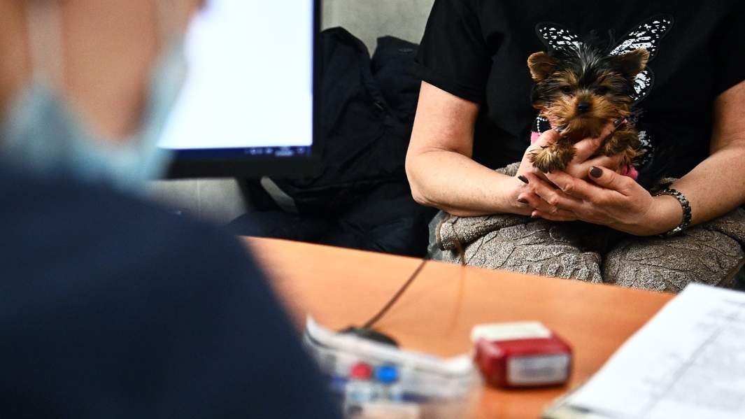 собака ветиринарной клинике