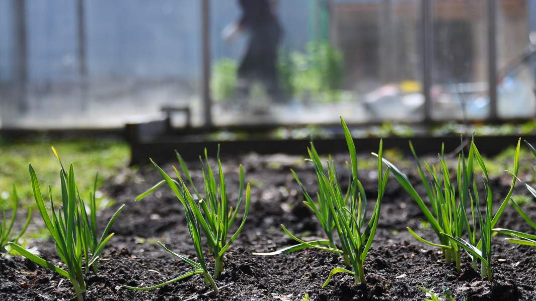 чеснок на грядке