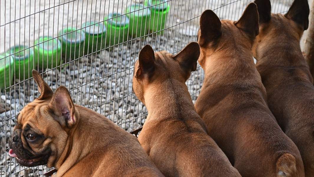 французские бульдоги в питомнике