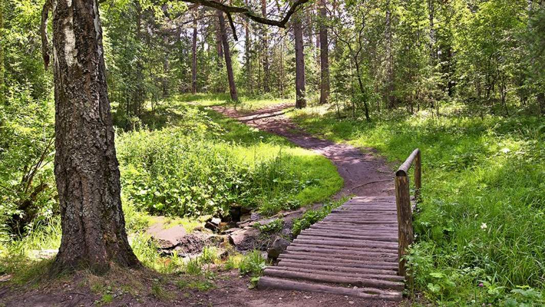 Городской бор Челябинска