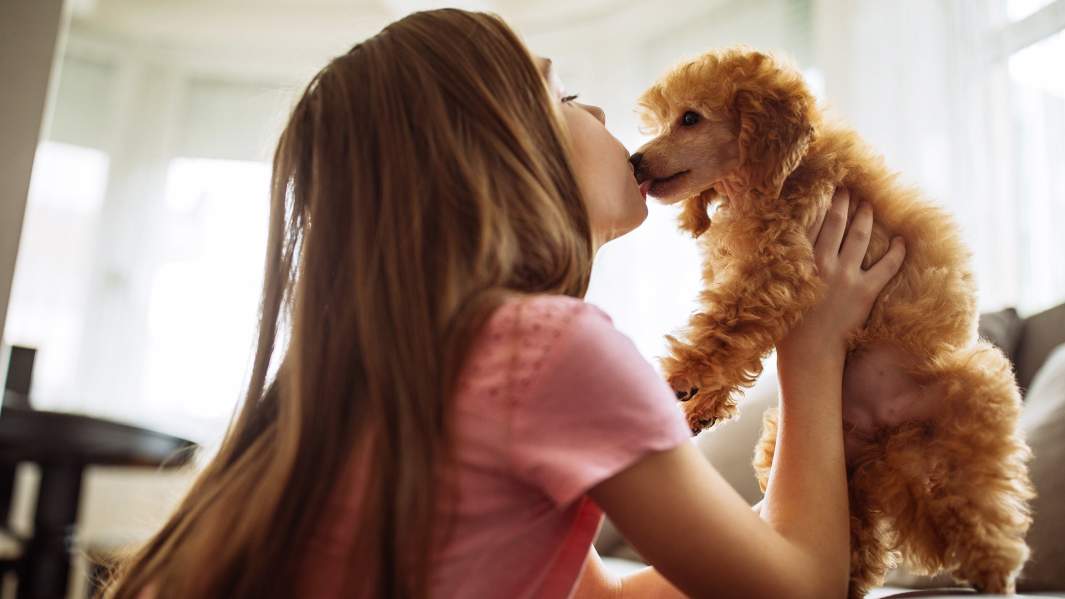 девочка с пуделем