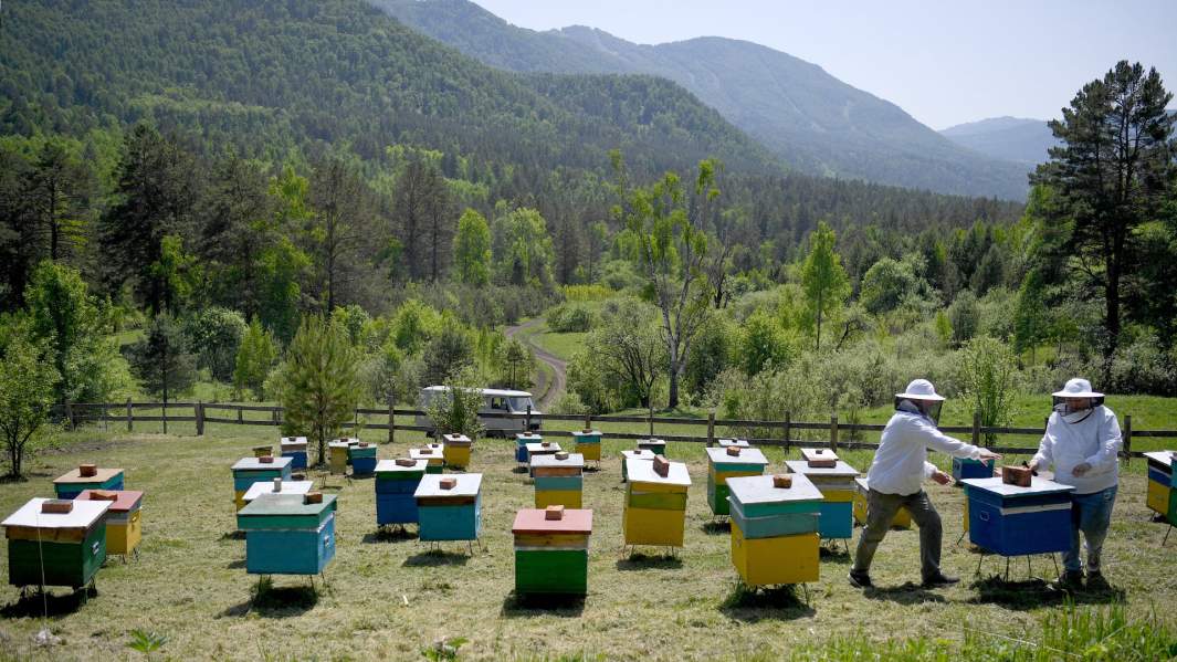 пасека пчелы