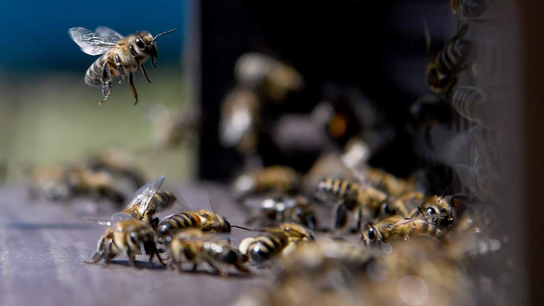 Пчела из шишки