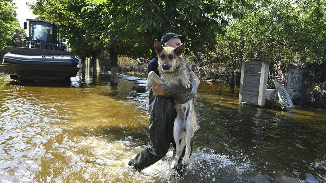 Сотрудник коммунальных служб выносит из воды собаку в городе Голая Пристань Херсонской области, затопленном после разрушения Каховской ГЭС, 16 июня 2023 года