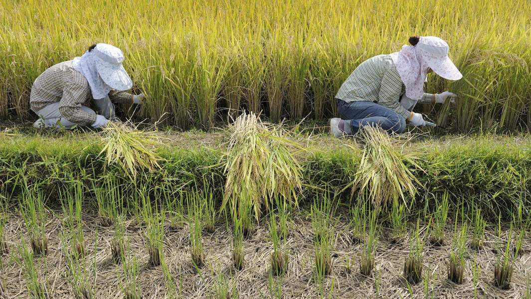 Cбор риса в Ивакуре, недалеко от Киото, Япония
