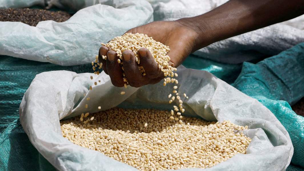 Зерно, мешок, урожай, руки, экспорт, Украина