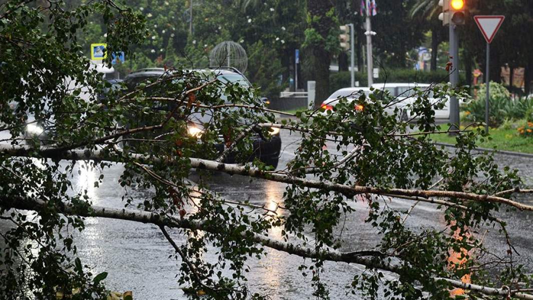 Поваленное во время дождя дерево на проезжей части