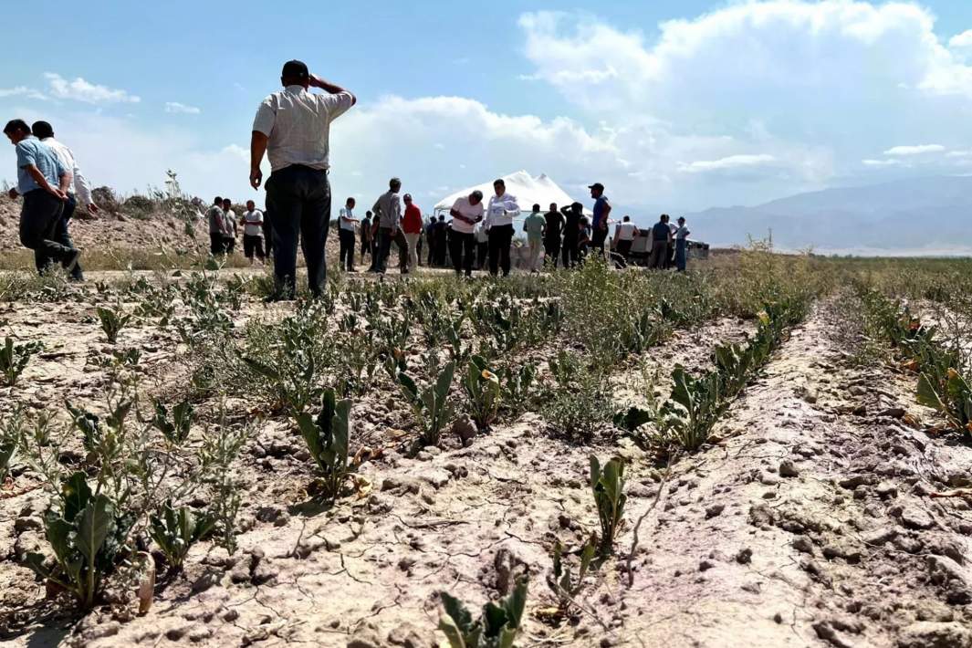 Поля с сельскохозяйственными растениями, пострадавшие от засухи в Казахстане