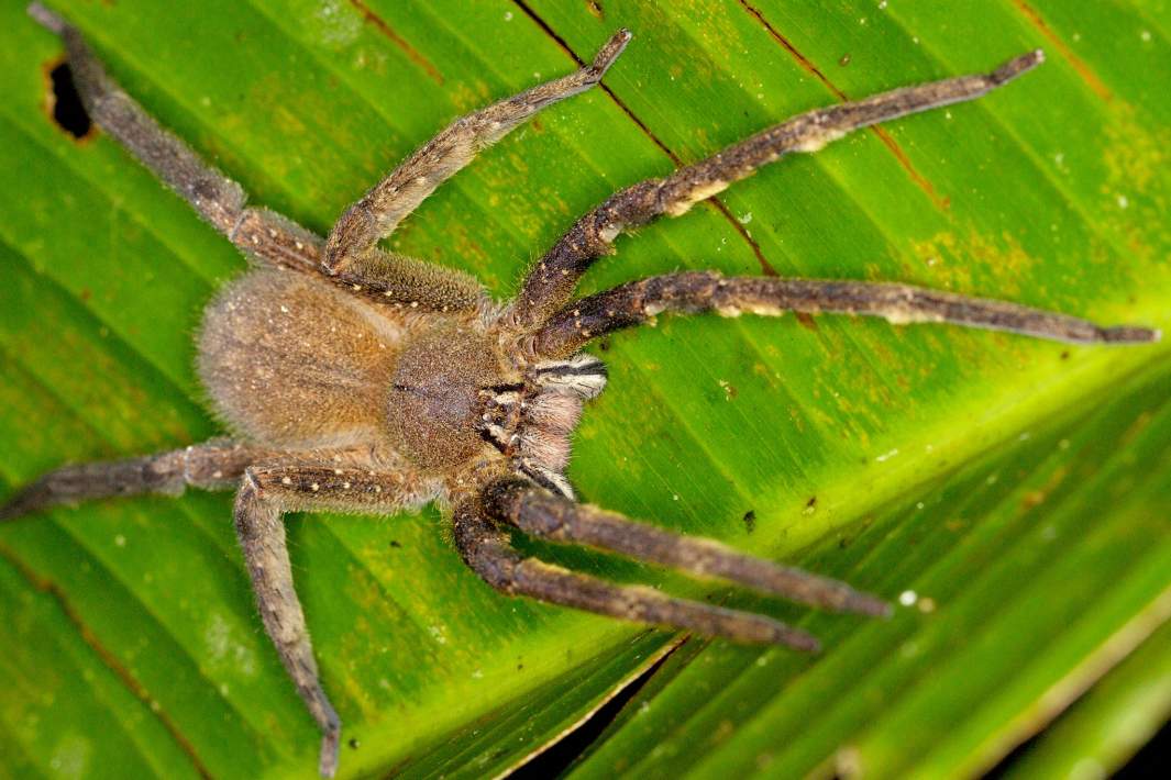 Бразильский паук-солдат Phoneutria nigriventer