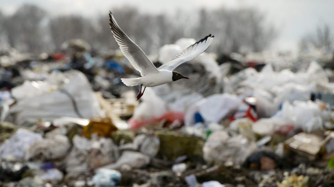 свалка мусорка 