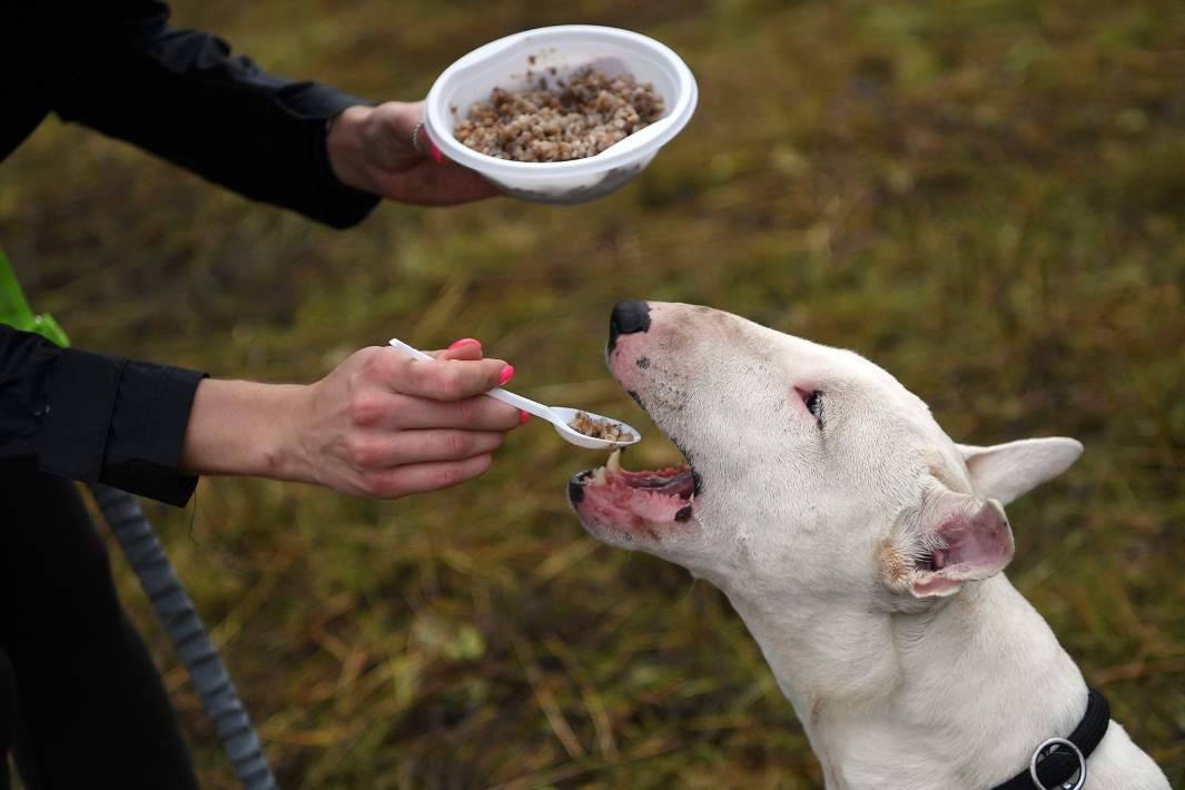 собака ест гречку