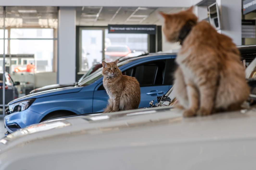 Коты в автосалоне