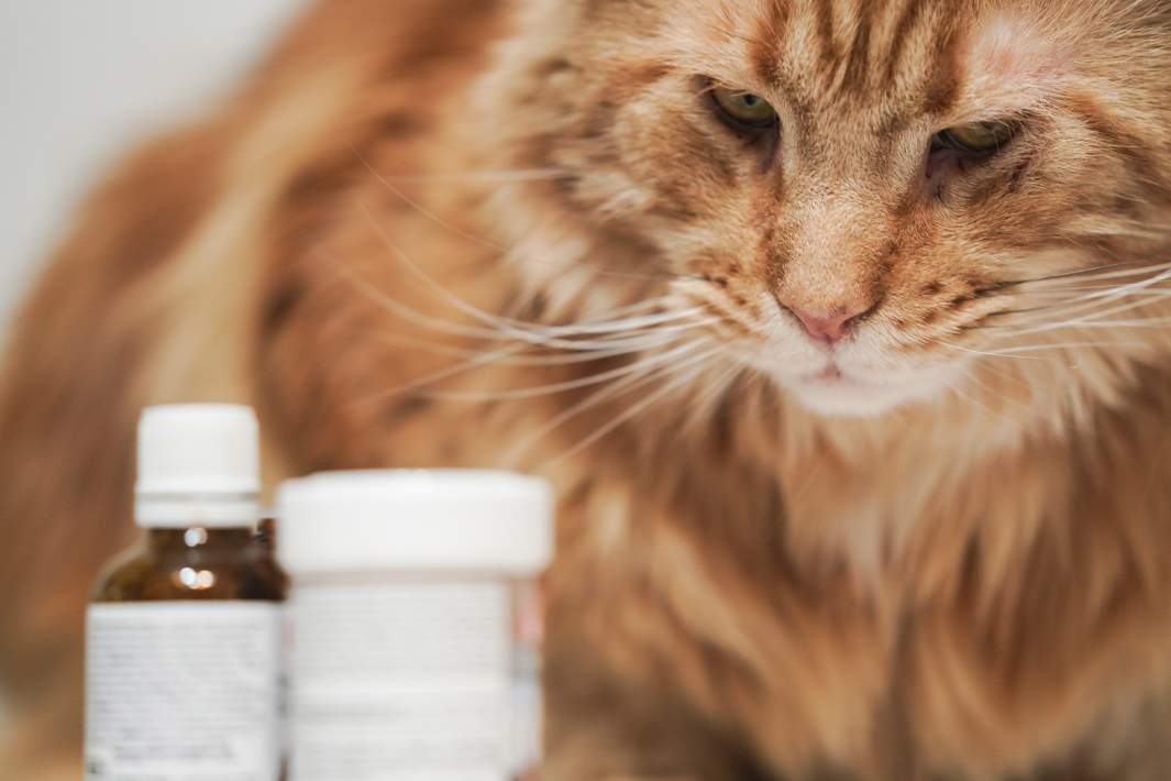 котик с лекарствами