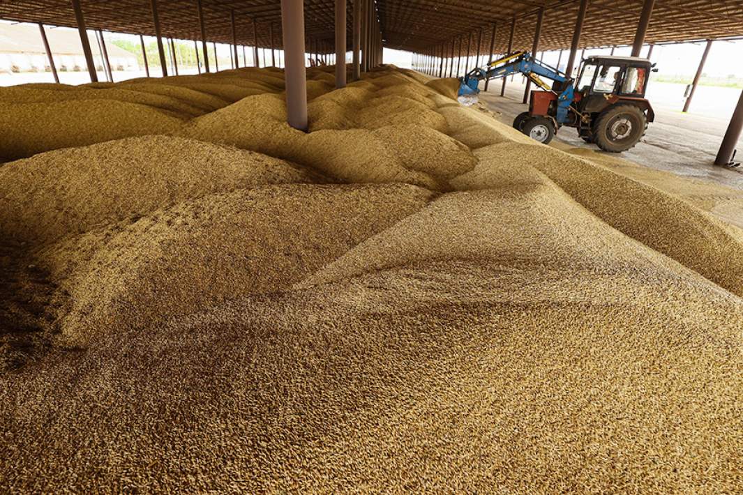 Отгрузка зерна пшеницы на зерновом току