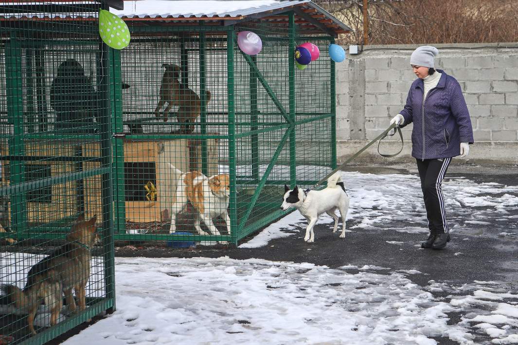 Бродячие собаки в вольере приюта для бездомных животных