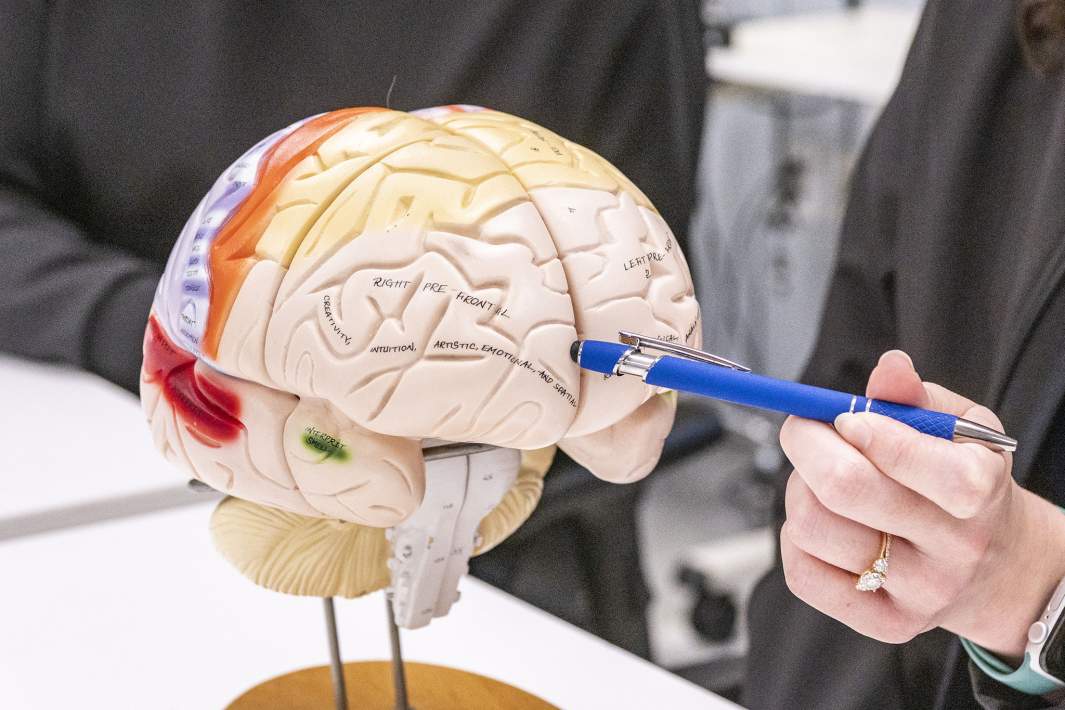 Модель мозга человека
