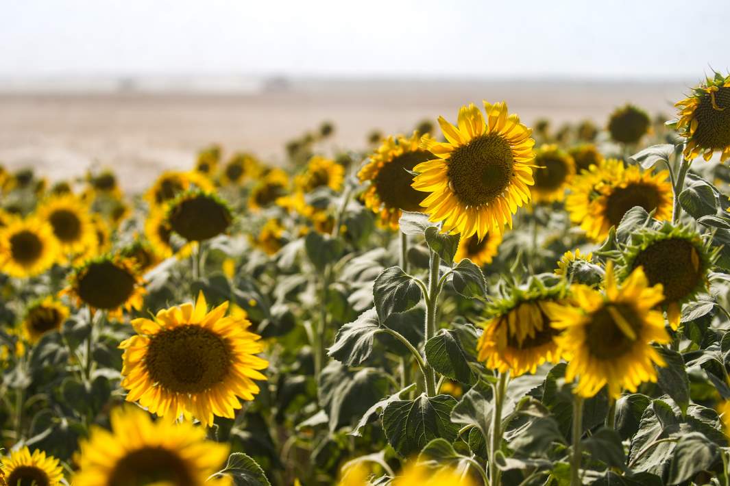 Girasoles