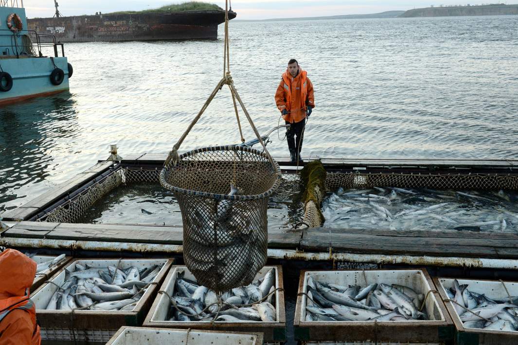 Лов лососевых у побережья Берингова моря