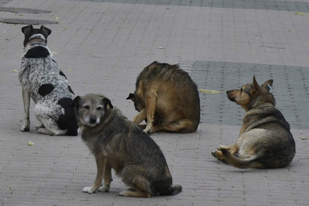 Бездомные собаки на улице