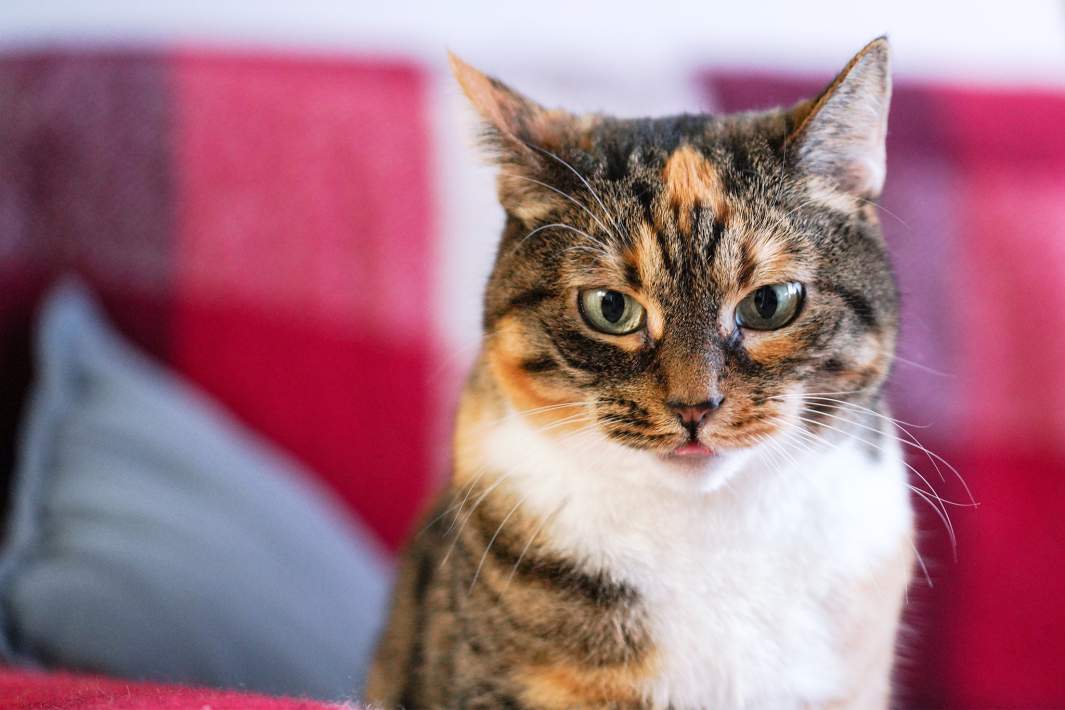 Кошка