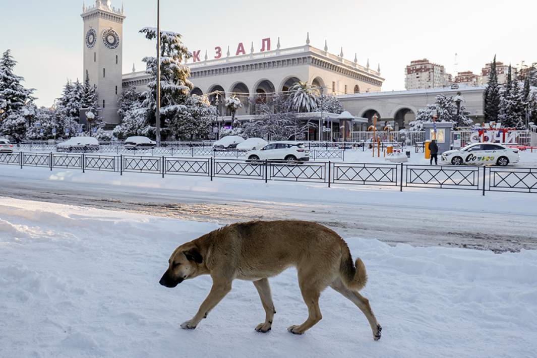 Собака