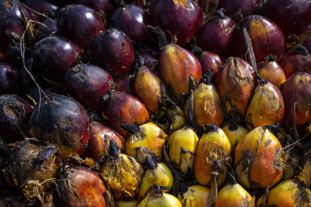 плоды пальмы