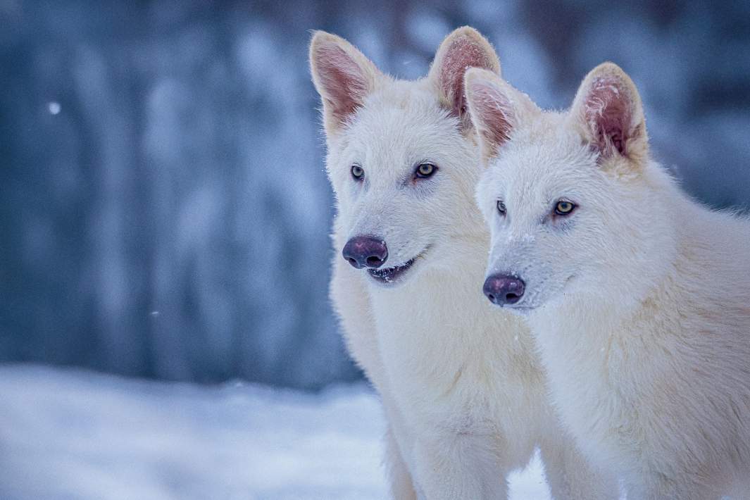 лютоволки
