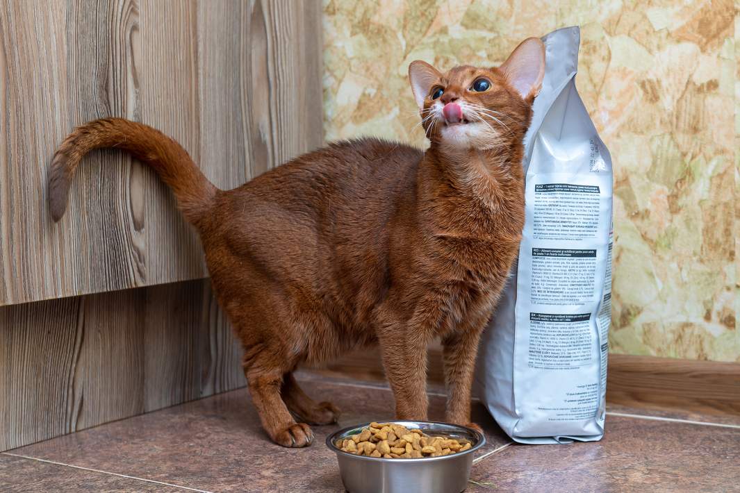 Корм для кошек