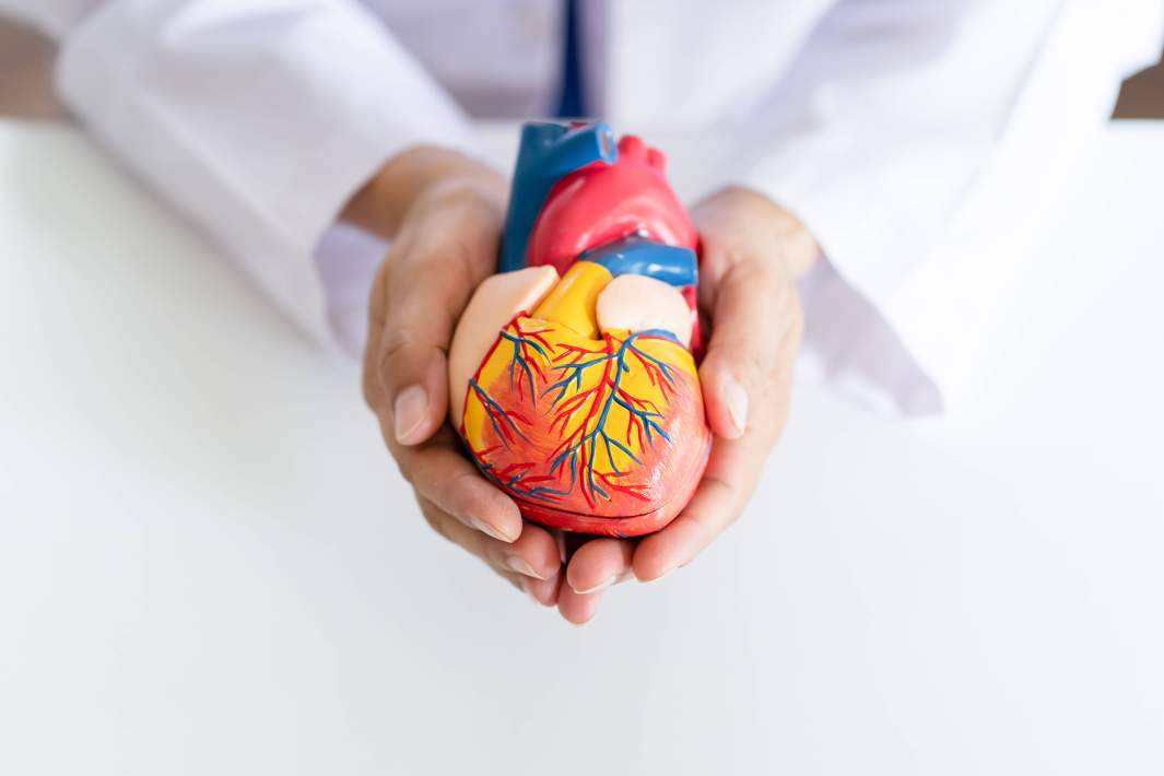 сердце макет